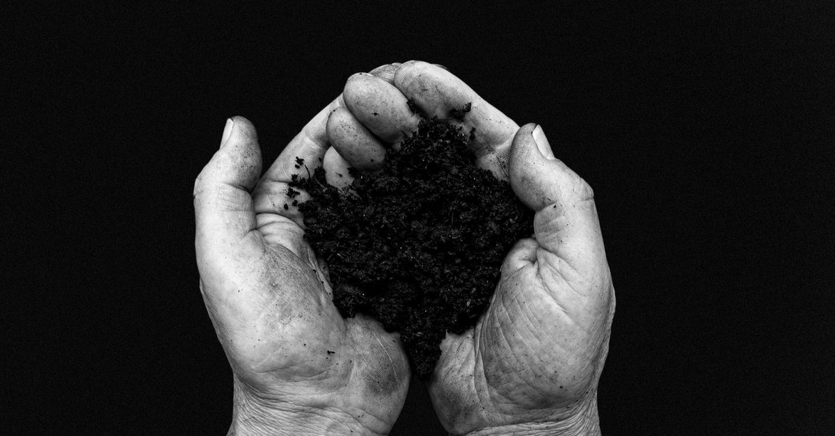 Manos sosteniendo tierra de jardín oscura y apelmazada sobre un cantero de plantación