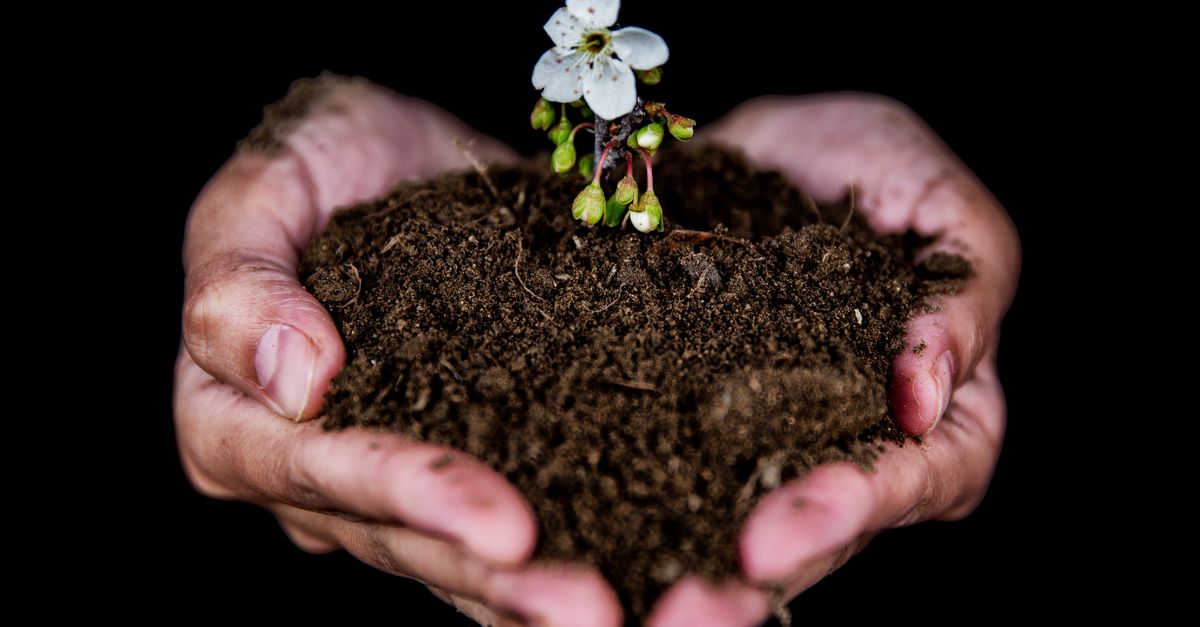 Hands holding dark clumped garden soil above a planting bed