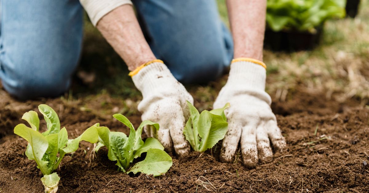 Healing Home & Garden: capacidades