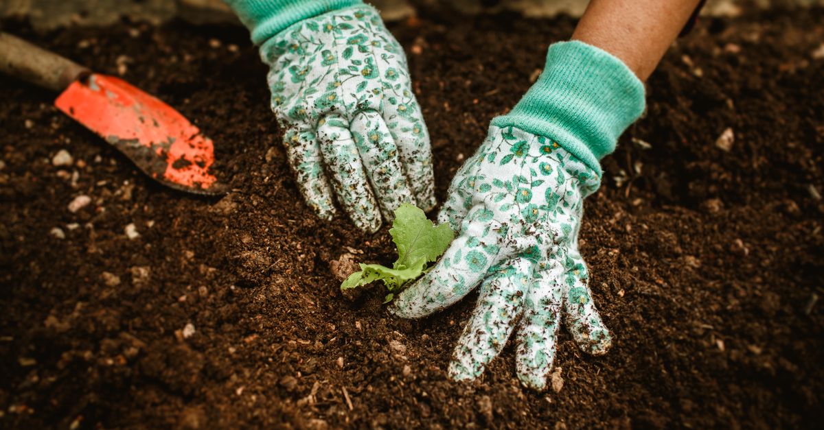 Healing Home & Garden: intro focus